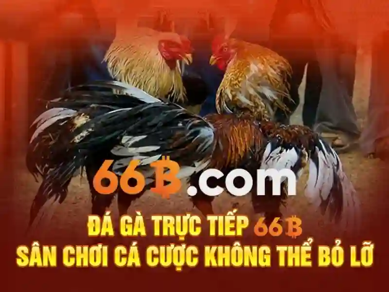 66b có lừa đảo không – Giới thiệu