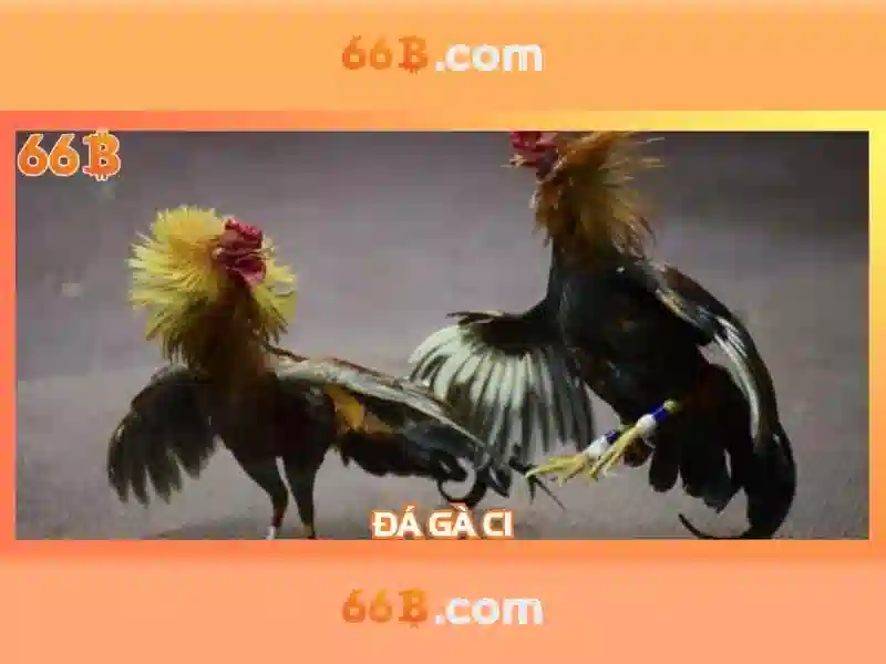 66b-nss: Khám phá giá trị và trải nghiệm đỉnh cao