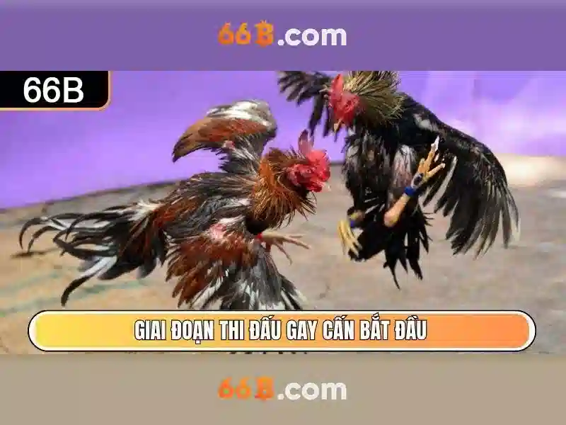 Phân tích các thành phần cơ bản của 66b