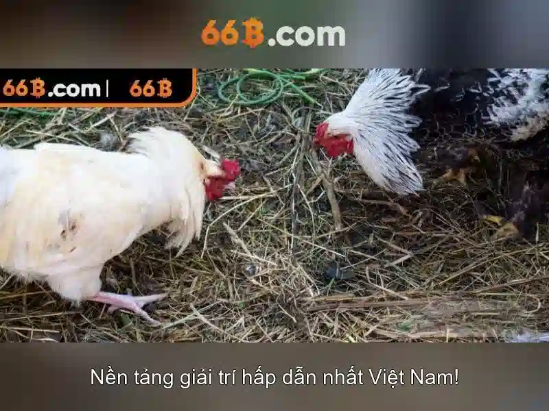 66b: một khái niệm số học và công nghệ