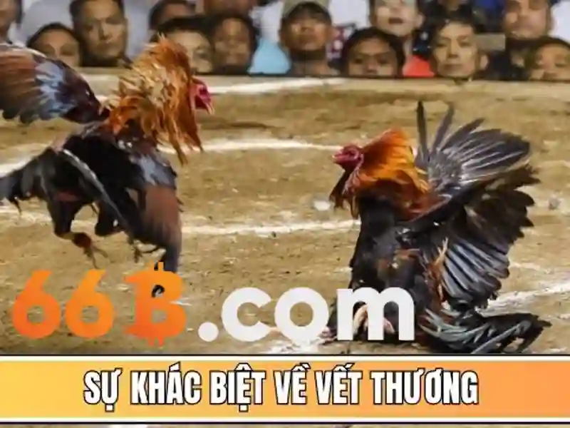 Giới thiệu về 66B